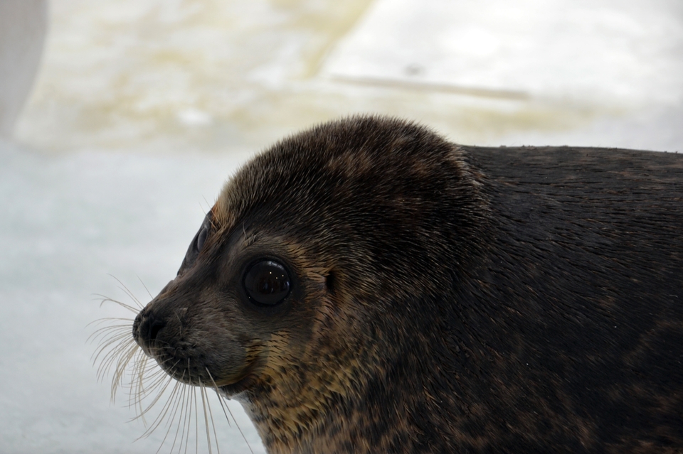 Seal with juicy eyes at the Osaka aquarium