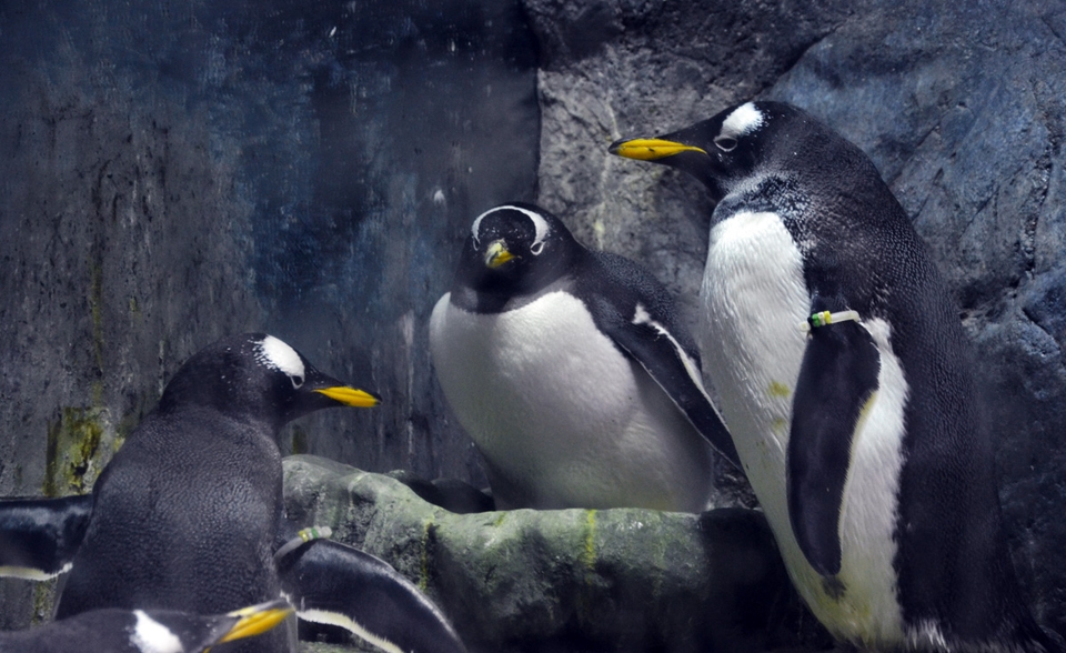 Some grumpy penguins at the Osaka aquarium